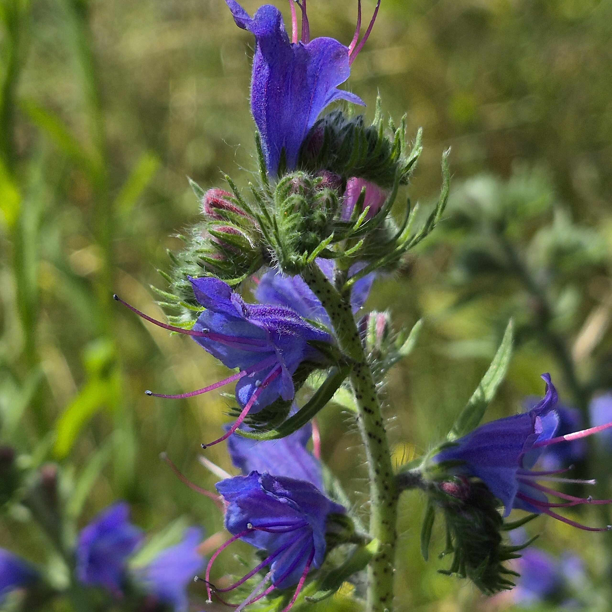 Wildblume als Sinnbild für achtsame Wahrnehmung