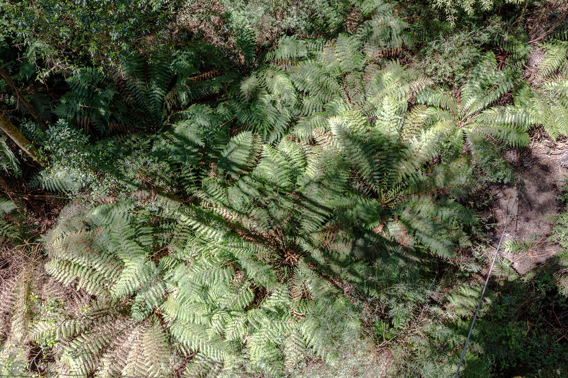 Farnwedel im schattigen Wald