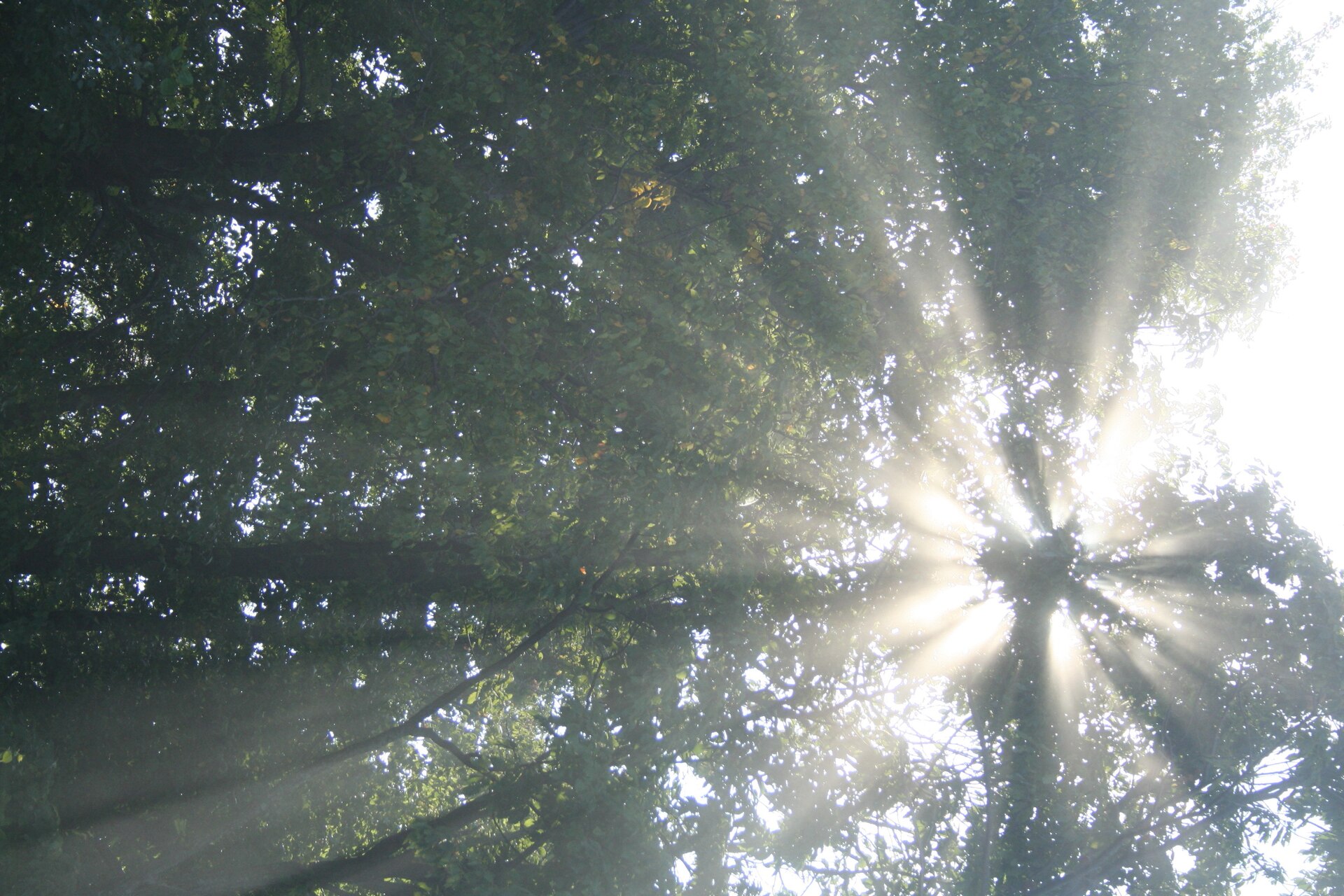 Sanftes Sonnenlicht durch grünes Blätterdach
