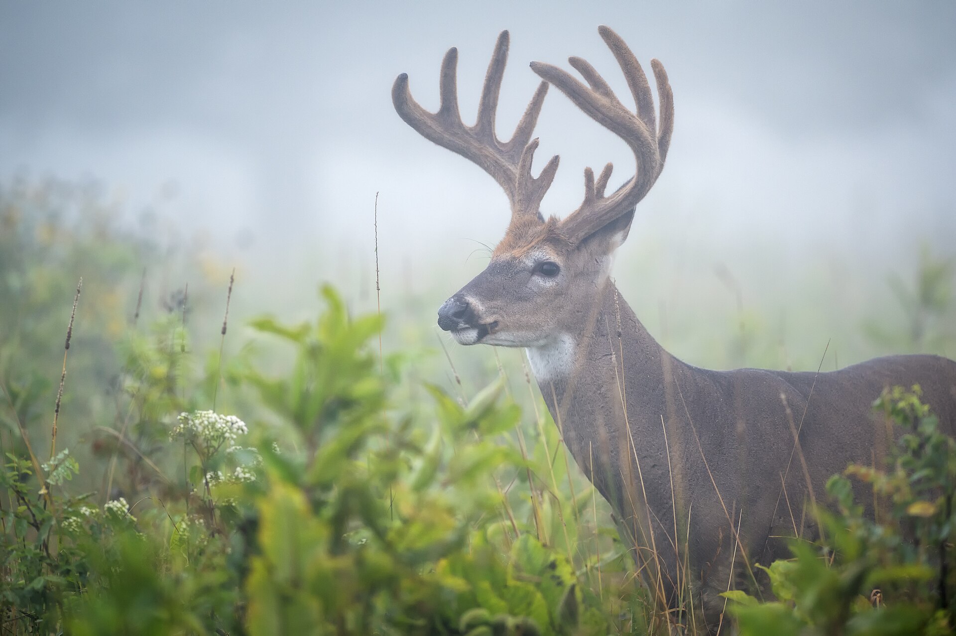 Hirsch im nebligen Morgenlicht auf einer Wiese